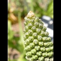 Scilla Parsica (fam. Liliacees)(Asie Mineure) (05)